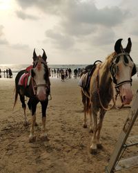 Horses on the beach