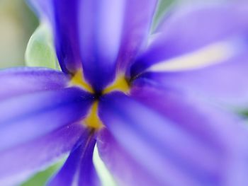 Macro shot of flower