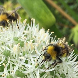 Close-up of bee on flower