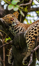 Close-up of leopard