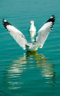 Seagulls flying over sea