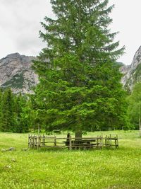 Trees and plants on bench in field