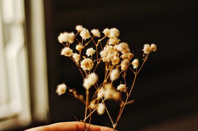 Cropped hand of person holding dry plant at home