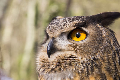 Close-up portrait of owl