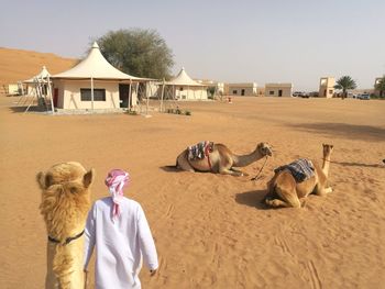 View of sheep on sand against clear sky