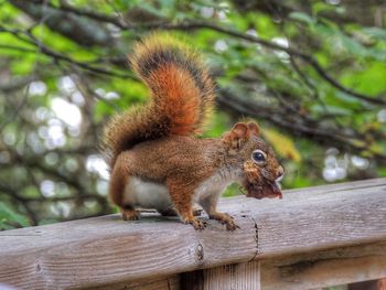 Squirrel on tree