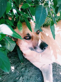 Close-up portrait of dog