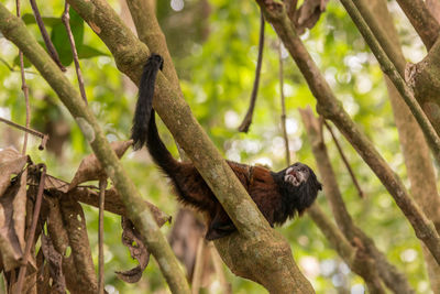 Low angle view of monkey on tree branch