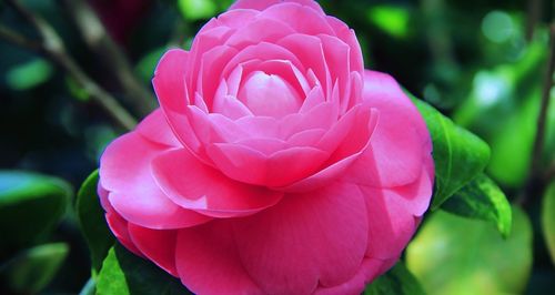 Close-up of pink rose flower