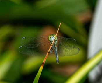 Close-up of butterfly on leaf