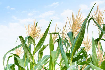 Close-up of crops growing on field against sky