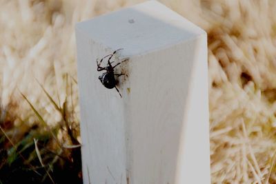 Close-up of insect on grass