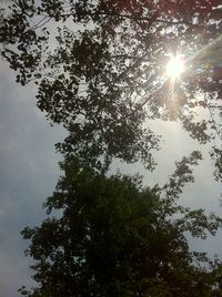 Low angle view of trees against sky