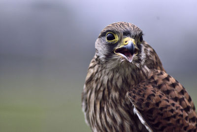 Close-up portrait of owl