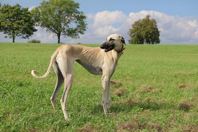 Dog on field against sky