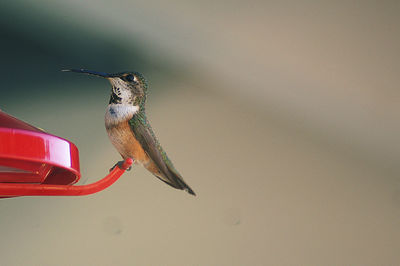 Close-up of bird flying