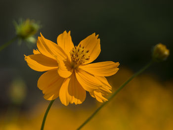 Close-up of yellow cosmos flower