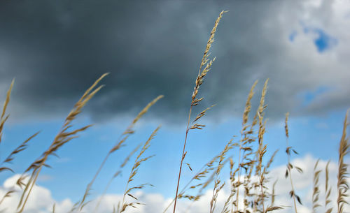 Close-up of grass growing against sky