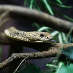 Close-up of lizard on branch