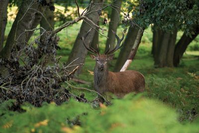 Deer amidst trees on field in forest