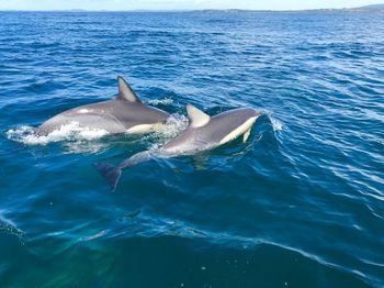 Dolphins swimming in sea