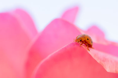 Close-up of ladybug on pink flower