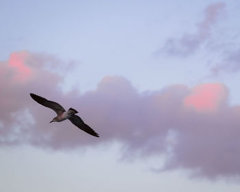 Low angle view of seagull flying in sky