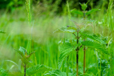 Close-up of fresh green plant