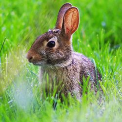 Close-up of an animal on land