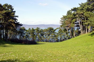 Trees on grassy field against river