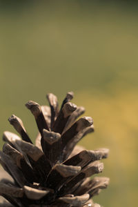 Close-up of dry plant