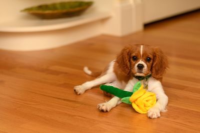 Portrait of dog with toy sitting on floor