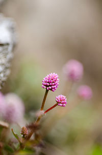 Close-up of pink flowers blooming outdoors
