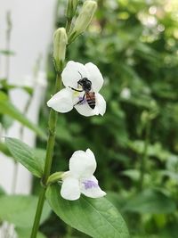 Close-up of bee on white flower