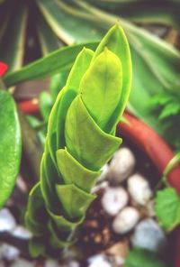 Close-up of fresh green plant