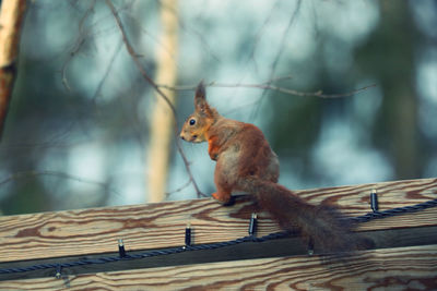 Squirrel on tree branch