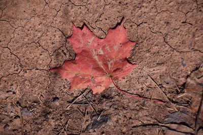 Close-up of dry maple leaf on field