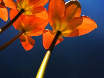 Close-up of orange flowering plant