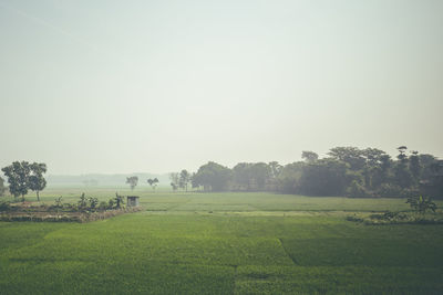 Scenic view of grassy field against sky