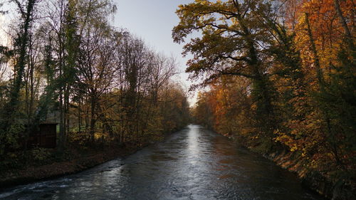 Canal amidst trees in forest during autumn