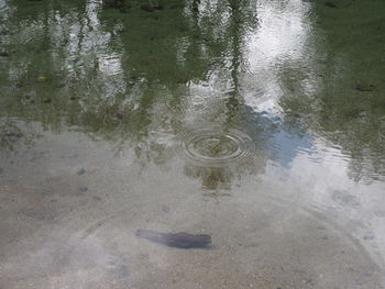 High angle view of puddle floating on water