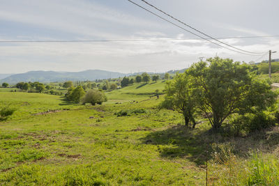 Trees on field against sky