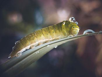 Wet caterpillar on the leaf