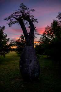 Man on tree at sunset