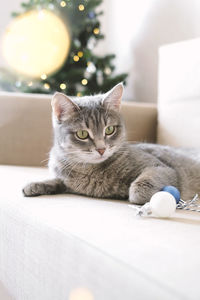 A domestic striped gray cat sits on a bed on a surrounded by glass christmas decorations 