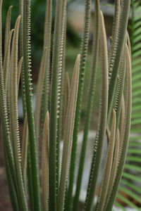 Close-up of succulent plant