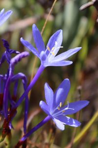 Close-up of purple crocus flower