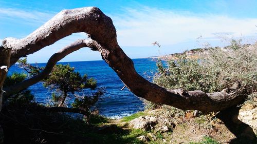 Scenic view of tree trunk against sky