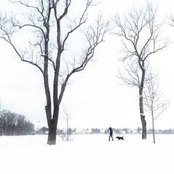 Bare trees on snow covered field