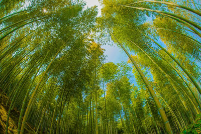 Low angle view of trees against sky